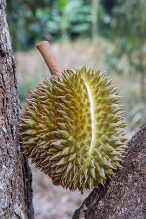 durian or Durio zibethinus that looks bad outside with the delicious content insideの写真素材