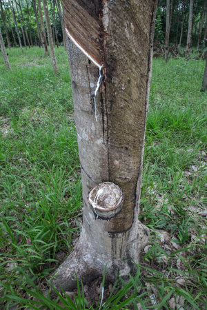 Milk of rubber tree into a wooden bowlの写真素材