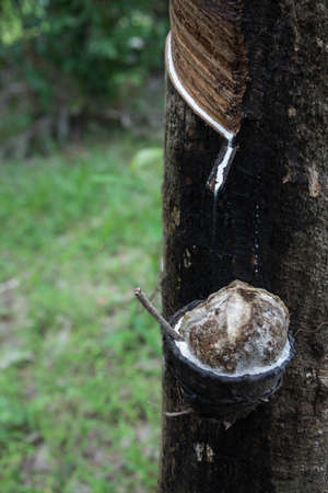 Milk of rubber tree into a wooden bowlの写真素材
