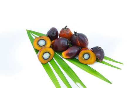 Oil palm fruits white backgroundの写真素材