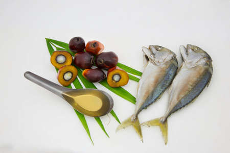 Oil palm fruits white backgroundの写真素材