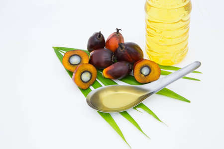 Oil palm fruits white backgroundの写真素材