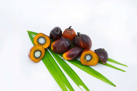 Oil palm fruits white backgroundの写真素材