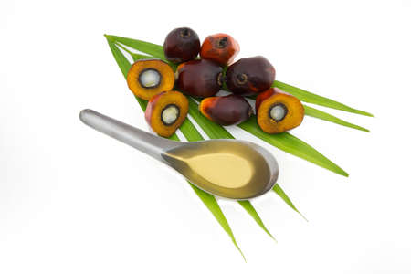 Oil palm fruits white backgroundの写真素材