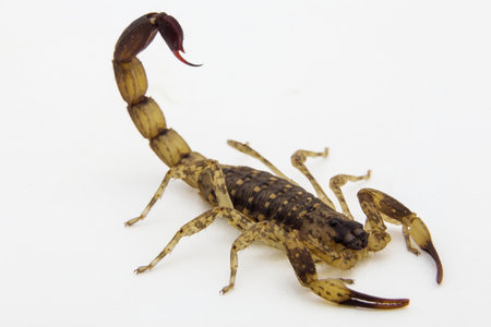 Brown Scorpion and baby stone background.の写真素材