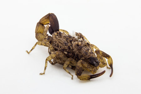 Brown Scorpion and baby stone background.の写真素材