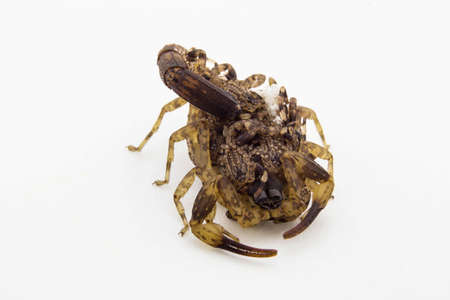 Brown Scorpion and baby stone background.の写真素材