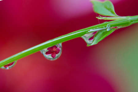 background with drops and reflection Flowerの写真素材