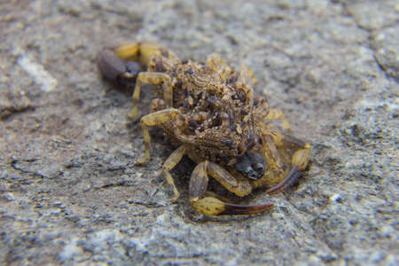 Brown Scorpion in front of Leaves background.の写真素材