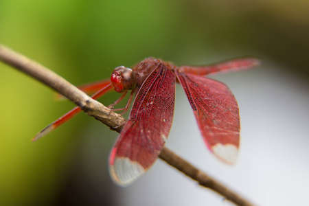 Common Darter dragonfly resting.の写真素材