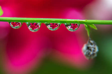 background with drops and reflection Flowerの写真素材