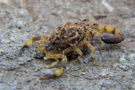 Brown Scorpion and baby stone background.の写真素材