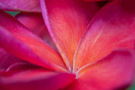Maverick Violet Pelargonium Geraniumの写真素材