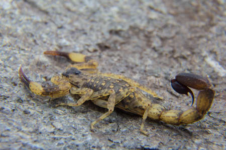 Brown Scorpion and baby stone background.の写真素材