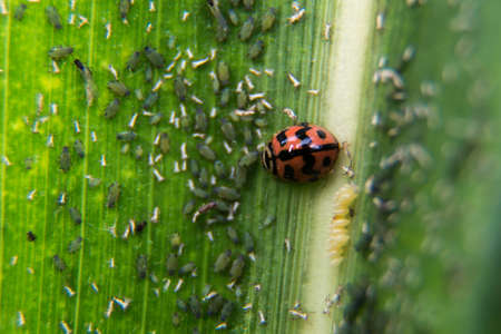 Ladybug on leaf blade in rainy session.の写真素材