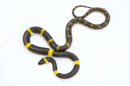 Ball python snake isolated on white background.の写真素材