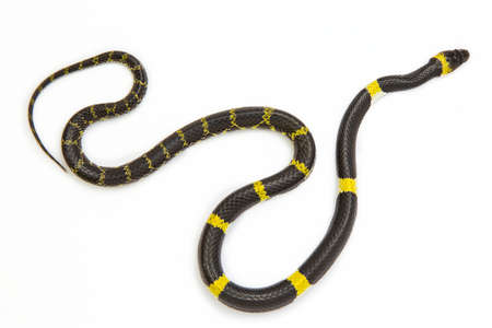 Ball python snake isolated on white background.の写真素材