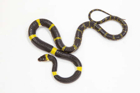 Ball python snake isolated on white background.の写真素材