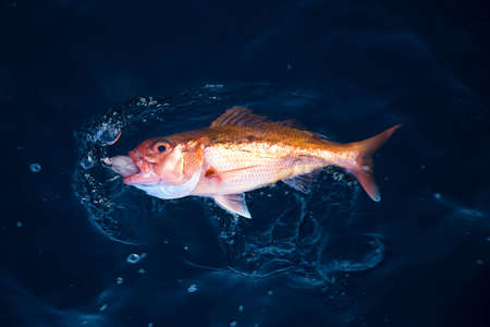 Beautiful real snapper on the Andaman Islands. Sport fishing.の写真素材