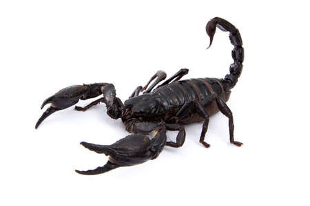 black scorpion on white backgroundの写真素材
