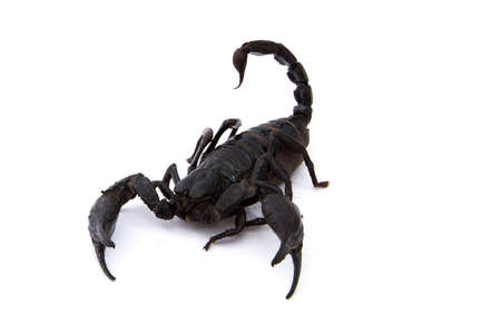 black scorpion on white backgroundの写真素材