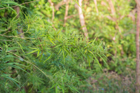 A Marijuana plant grow on the in Thailand very high plant about 3 meter high on a blue sky with 2 clouds on the sides, its an oily plant for making Jarhass and smoke itの写真素材