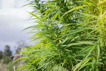 A Marijuana plant grow on the in Thailand very high plant about 3 meter high on a blue sky with 2 clouds on the sides, its an oily plant for making Jarhass and smoke itの写真素材