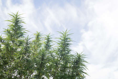 A Marijuana plant grow on the in Thailand very high plant about 3 meter high on a blue sky with 2 clouds on the sides, its an oily plant for making Jarhass and smoke itの写真素材