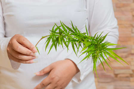 Cannabis , hand and wooden plates with marijuana leavesの写真素材