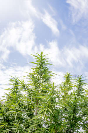 Cannabis , hand and wooden plates with marijuana leavesの写真素材