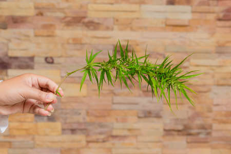 Cannabis , hand and wooden plates with marijuana leaves