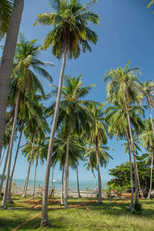 White sandy beach in the Seychelles with a curved palm tree hanging out over the seaの写真素材