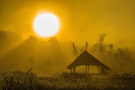 The log hut in a morning fog against the wood.Cottage flowers field, evening sunの写真素材