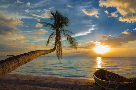 White sandy beach in the Seychelles with a curved palm tree hanging out over the seaの写真素材