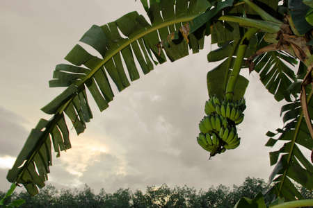 green abanana, raw bananas, banana treeの写真素材