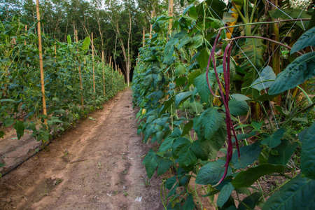 Yard-long bean vine is growing around the branches.の写真素材