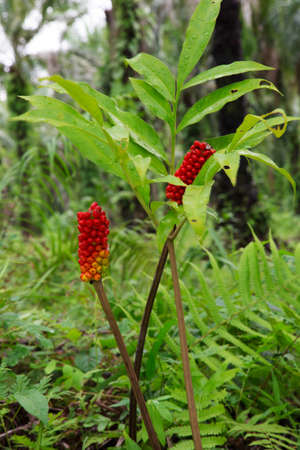 fruit Konjac.Colorful Konjac fruit in natureの写真素材