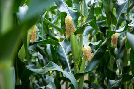 Green field of young corn.A green field of corn in thailandの写真素材