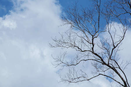 bare tree branches with small buds blue sky natural spring backgroundの写真素材