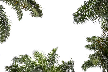 bottom view coconut branch and leaves on white backgroundの写真素材