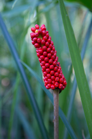 fruit Konjac.Colorful Konjac fruit in natureの写真素材