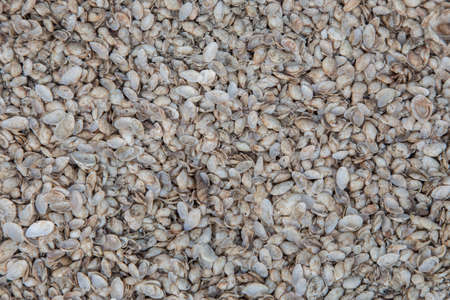 Close up chia seed as texture background.の写真素材