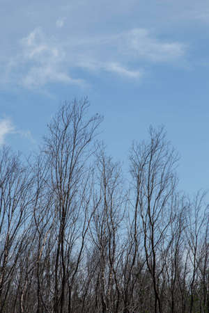 bare tree branches with small buds blue sky natural spring backgroundの写真素材