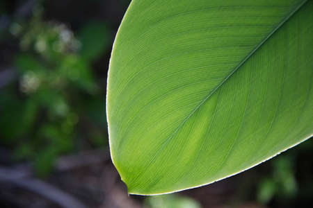 a leaf green tree backgroundの写真素材