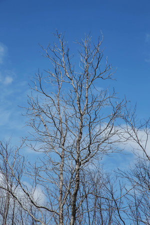 bare tree branches with small buds blue sky natural spring backgroundの写真素材