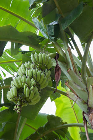 green abanana, raw bananas, banana treeの写真素材