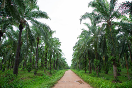 Tropical background of palm treesの写真素材