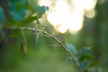 retro flowers background.Field wild flowers on blurred backgroundの写真素材
