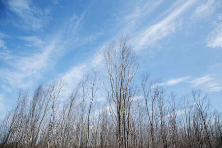 bare tree branches with small buds blue sky natural spring background