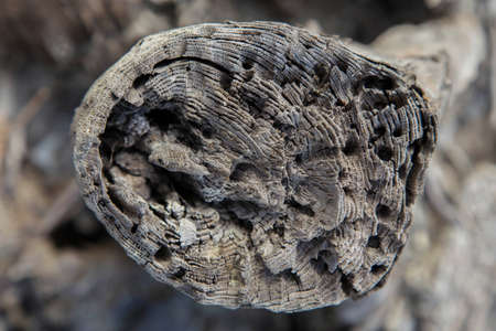 Tree bark texture woodbackgroundの写真素材